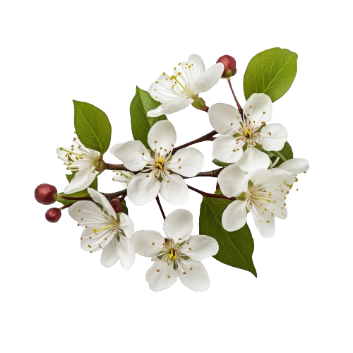 Fleurs de châtaignier sur fond transparent