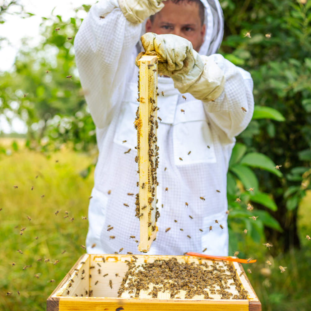 Apiculteur inspectant un cadre de miel plein d'abeilles