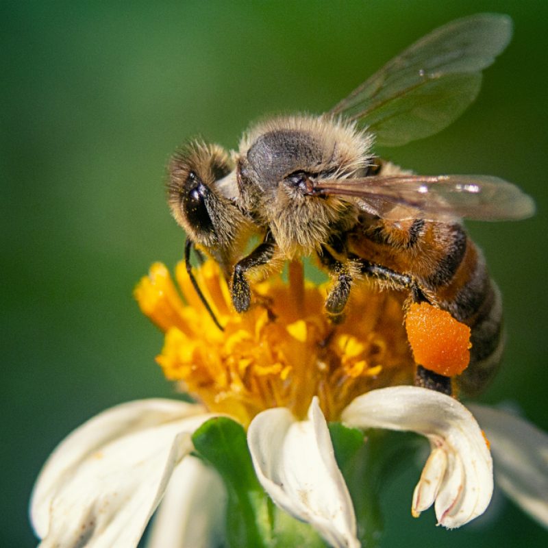 Abeille butinant une fleur de camomille